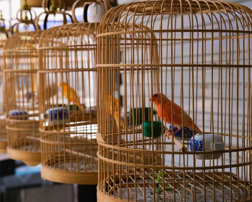 „Der Garten der tausend Vögel“ - Märchen von Vögeln und dem Weg zur Freiheit im Rahmen von THE CAGE