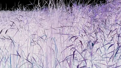 chorussing through the grass